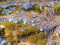 Mammillaria dehertiana ssp. dodsonii 02.jpg