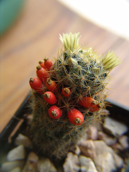 Файл:Mammillaria prolifera w600.jpg