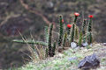 Corryocactus erectus 3.jpg