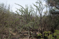 Pereskia sacharosa 2.jpg