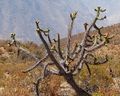 Austrocylindropuntia subulata ssp. exaltata 01.jpg