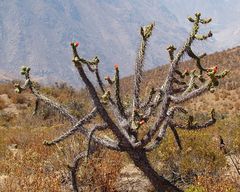 Austrocylindropuntia subulata ssp. exaltata 01.jpg
