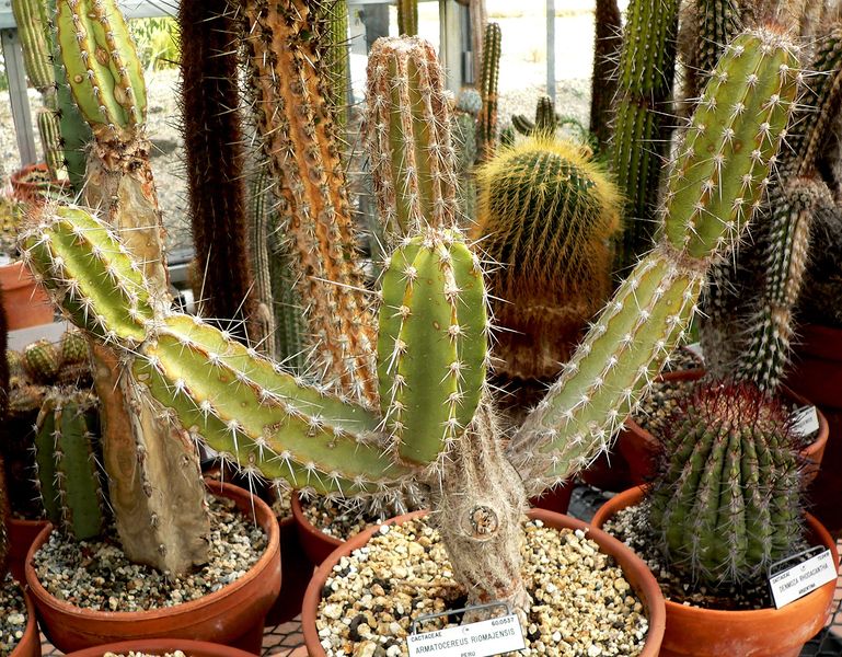 Файл:Armatocereus riomajensis - wikipedia.jpg