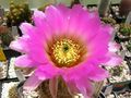 Echinocereus reichenbachii ssp. baileyi 1.jpg