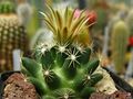 Escobaria missouriensis ssp. missouriensis 5.jpg