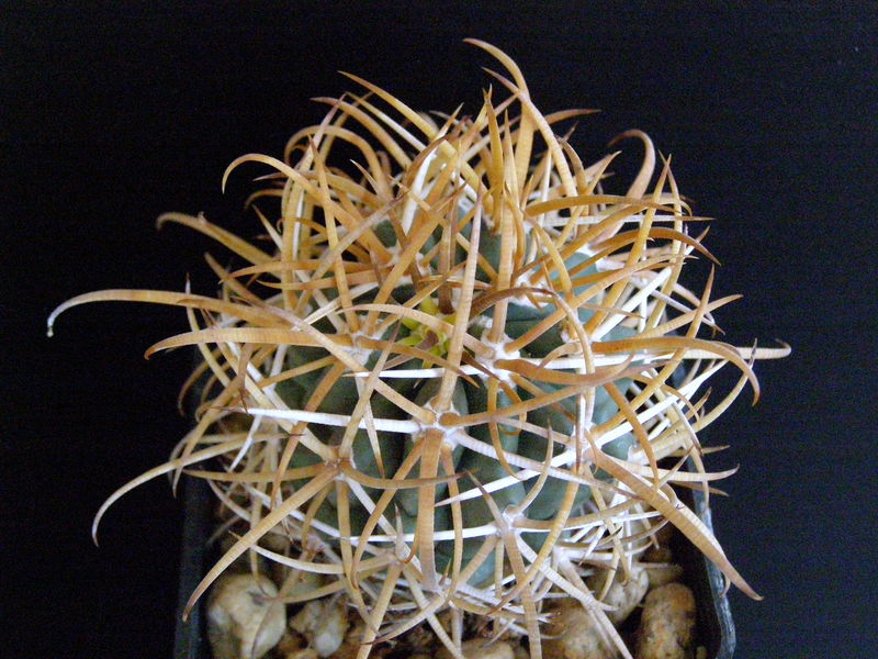 Файл:Ferocactus chrysacanthus ssp. chrysacanthus 5.JPG