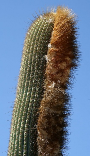 Файл:Siccobaccatus insigniflorus 1.jpg