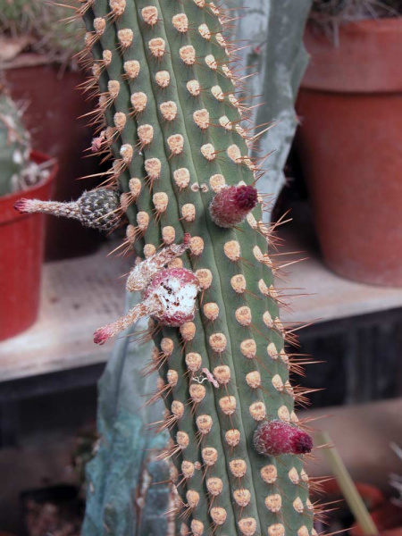 Файл:Cleistocactus reae.jpg