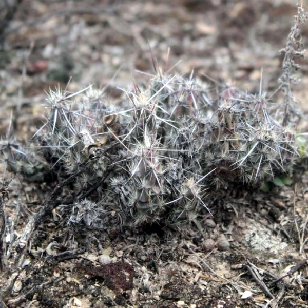 Файл:Grusonia vilis 1.jpg