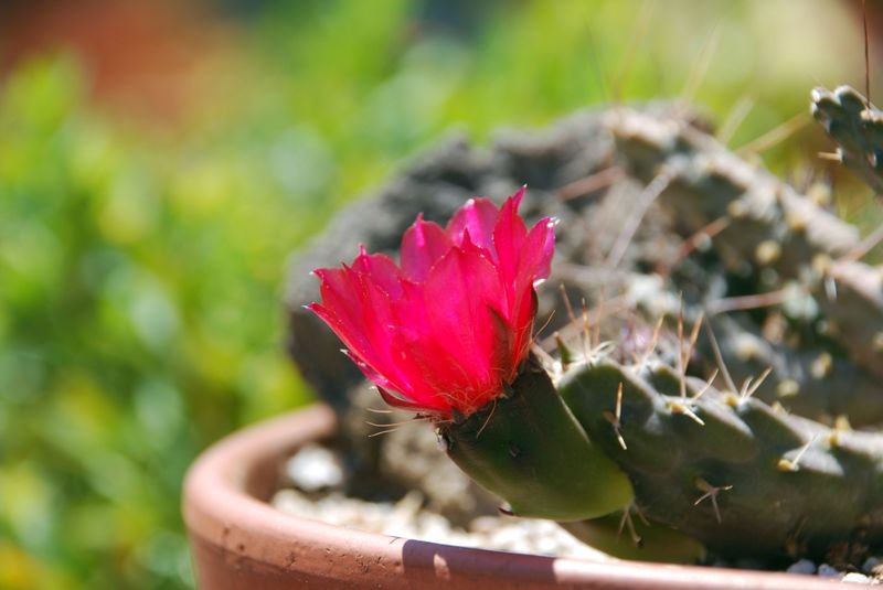 Файл:Maihueniopsis nigrispina flor.jpg