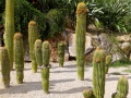 Neobuxbaumia polylopha 6.jpg