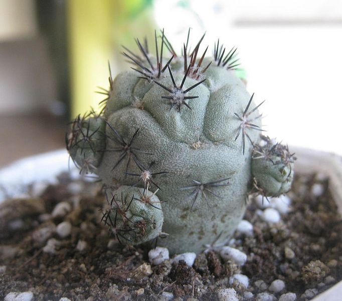 Файл:Ortegocactus macdougalli.jpg