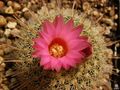 Parodia mueller-melchersii ssp. gutierrezii 1 (2).jpg