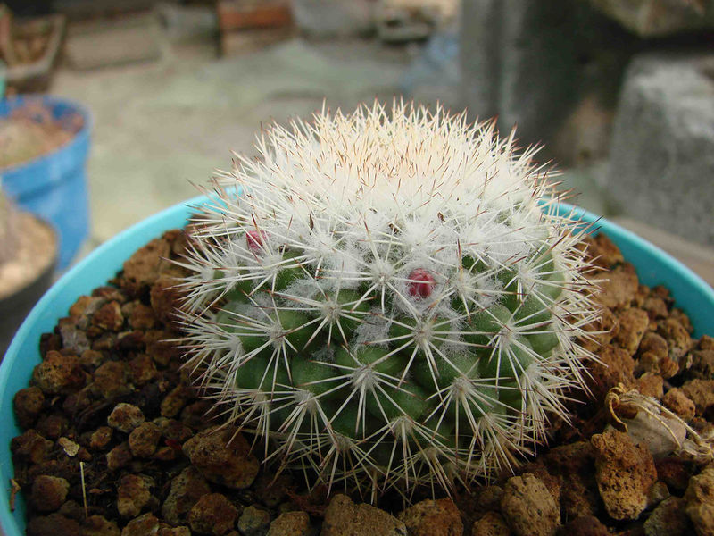 Файл:Mammillaria tayloriorum 01.jpg