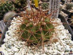 Melocactus ernestii ssp. longicarpus 2.jpg