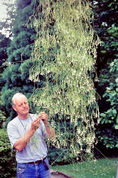 Файл:Rhipsalis juengeri 1.jpg