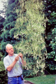 Rhipsalis juengeri 1.jpg