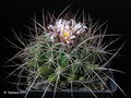 Thelocactus conothelos ssp. garciae 3.jpg