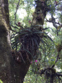 Disocactus macdougallii 1.jpeg