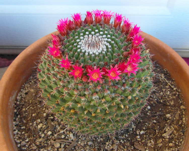 Файл:Mammillaria mystax 12.jpg