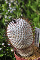 Mammillaria perezdelarosae 2.jpg