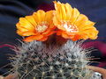 Parodia microsperma ssp. microsperma 3.JPG