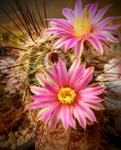 Файл:Echinocereus adustus ssp. adustus1.jpg