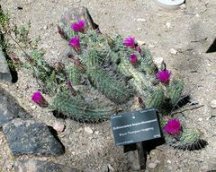 Echinocereus fasciculatus ssp. boyce-thompsonii 1.JPG