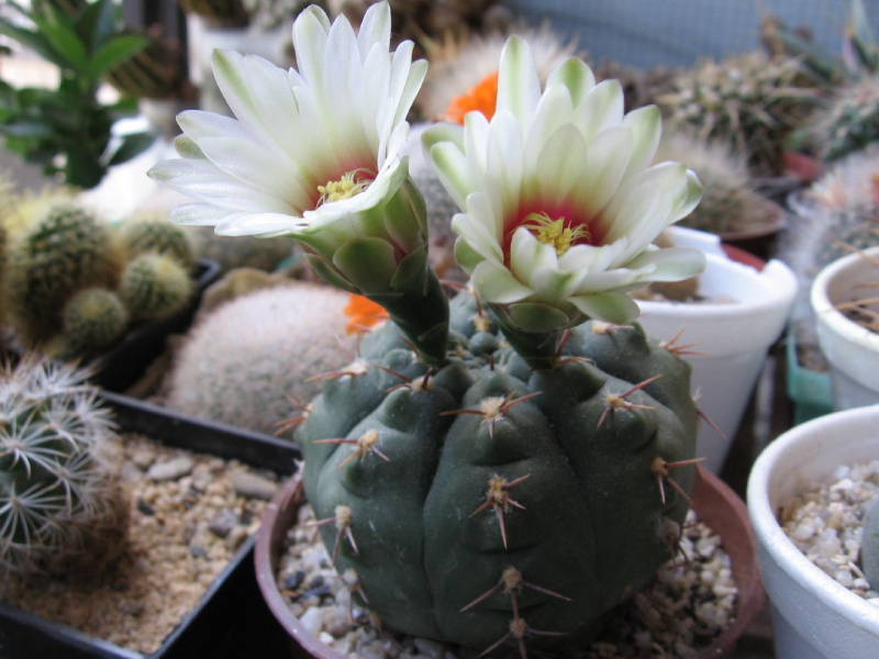 Файл:Gymnocalycium quehlianum 3.jpg