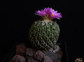 Pelecyphora strobiliformis 4.jpg