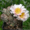 Tephrocactus bonnieae 5092.jpg