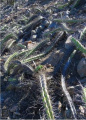 Corryocactus aureus 2.jpg