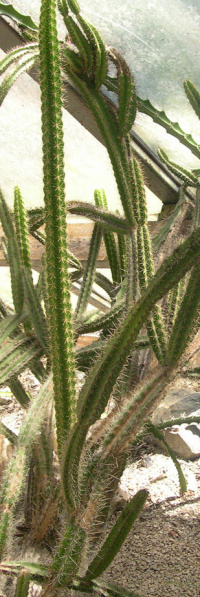 Файл:Leptocereus wrightii.jpg