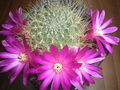 Rebutia mentosa ssp. mentosa 5.jpg