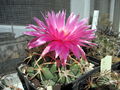 Coryphantha elephantidens ssp. elephantidens 2.jpg