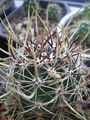 Echinocereus ferreirianus ssp. lindsayi 3.jpg