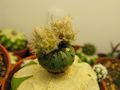 Frailea castanea 2 zm.jpg