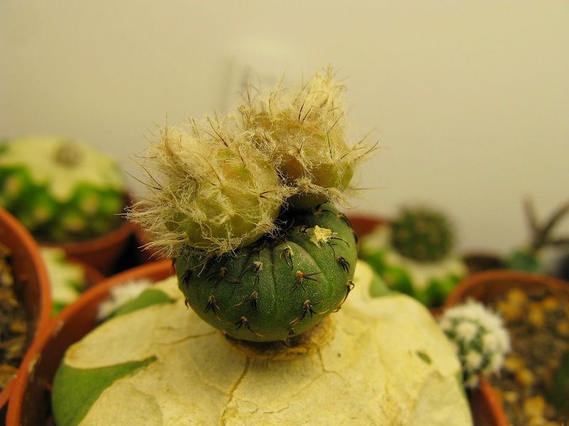 Файл:Frailea castanea 2 zm.jpg
