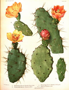 Opuntia boldinghii Britton & Rose 50982.jpg