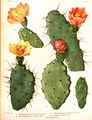 Opuntia boldinghii Britton & Rose 50982.jpg