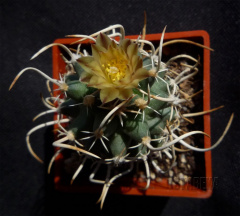 Pediocactus peeblesianus fickeiseniorum maia SB 149 1.jpg