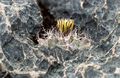 Turbinicarpus swobodae 3s.jpg