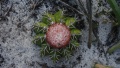 Melocactus violaceus ssp. margaritaceus 2.jpg