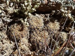 Rebutia deminuta ssp. deminuta 2.JPG