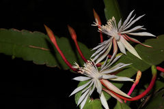 Epiphyllum cartagense (F.A.C. Weber) Britton & Rose 4h.jpg