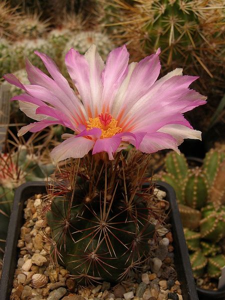 Файл:Thelocactus bicolor ssp. bicolor var. texensis.jpg