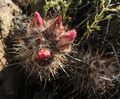 Austrocactus longicarpus E.Sarnes & N.Sarnes.jpg