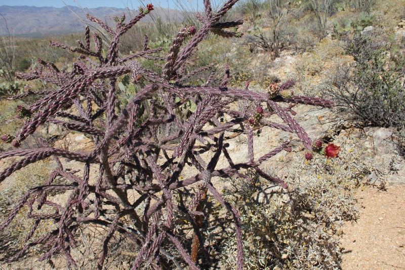 Файл:Cylindropuntia versicolor 6.jpg