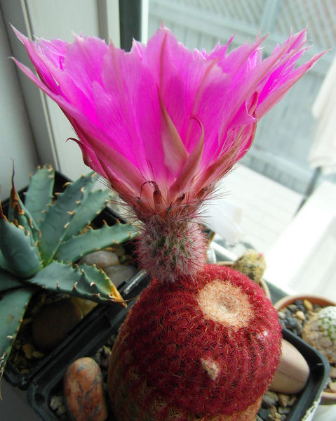 Файл:Echinocereus rigidissimus ssp. rubispinus 3.jpg