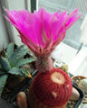 Echinocereus rigidissimus ssp. rubispinus 3.jpg